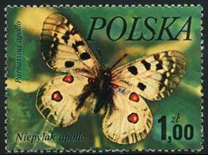 Skap-poland_13_bfly.jpg-crop-300x224at326-4.jpg