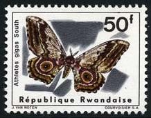 Skap-rwanda_02_bfly.jpg-crop-218x171at402-575.jpg