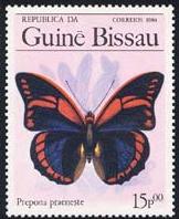 Skap-guinea_bissau_01_bflies.jpg-crop-162x198at164-199.jpg