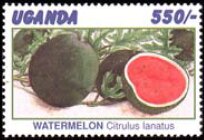 Colnect-6028-101-Watermelon.jpg