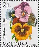 Colnect-802-054-Pansies.jpg