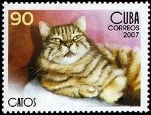 Colnect-1632-730-Silver-Tabby.jpg