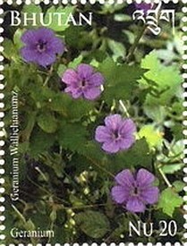 Colnect-2461-131-Geranium.jpg