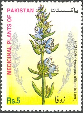 Colnect-617-141-Hyssop.jpg