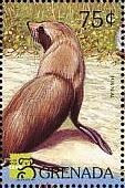 Colnect-4391-152-Fur-seal.jpg