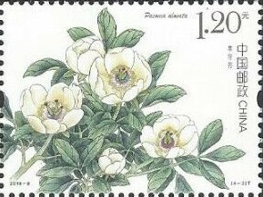 Colnect-5826-155-Peonies.jpg