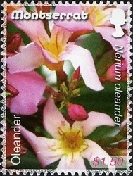 Colnect-1524-183-Oleander.jpg