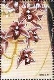 Colnect-4581-322-Cymbidium.jpg