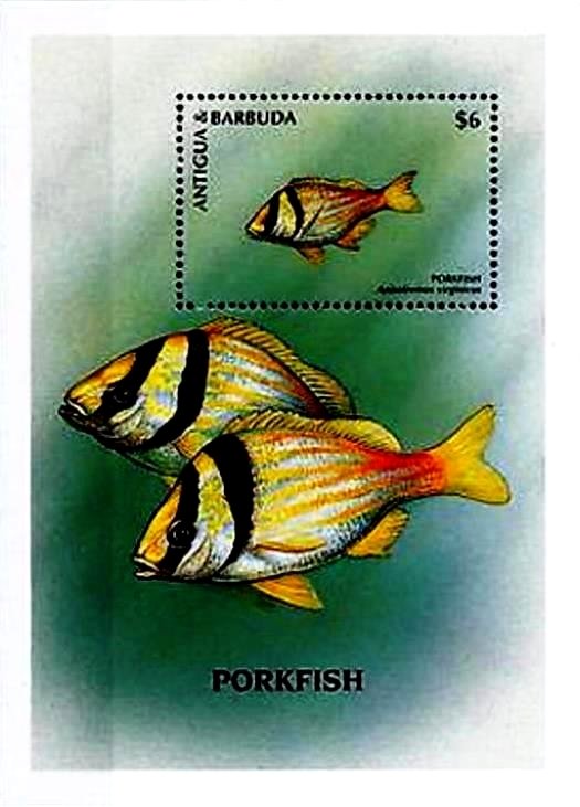 Colnect-4105-291-Porkfish.jpg