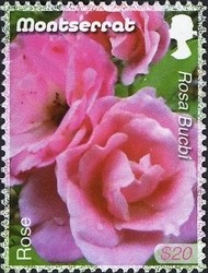 Colnect-1524-189-Rose.jpg