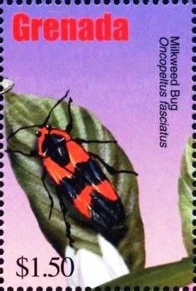 Colnect-4592-804-Milkweed-bug.jpg