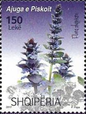 Colnect-4609-634-Ajuga-Piskoi.jpg