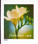 Colnect-201-526-Freesia.jpg