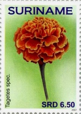 Colnect-4181-055-Tagetes-spec.jpg