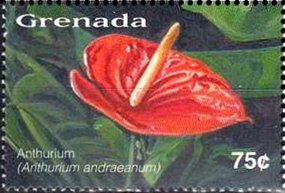 Colnect-4632-461-Anthurium.jpg