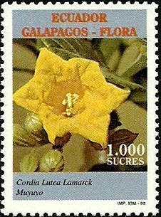 Colnect-1706-236-Cordia-lutea.jpg