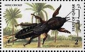 Colnect-3478-606-Mole-cricket.jpg