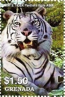 Colnect-4197-816-White-tiger.jpg