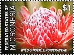 Colnect-5812-436-Wild-ginger.jpg