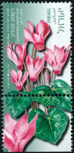 Colnect-773-672-Cyclamen.jpg