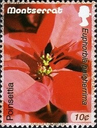 Colnect-1524-174-Poinsettia.jpg