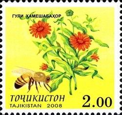 Colnect-1739-074-Calendula.jpg