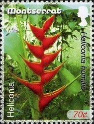 Colnect-1524-178-Heliconia.jpg