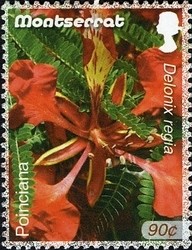 Colnect-1524-180-Poinciana.jpg