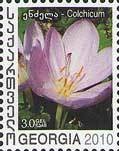 Colnect-1107-682-Colchicum.jpg