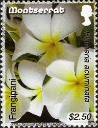 Colnect-1524-185-Frangipani.jpg