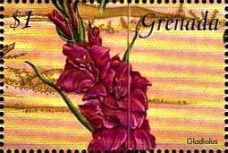 Colnect-4391-289-Gladiolus.jpg