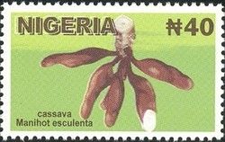 Colnect-905-898-Cassava.jpg