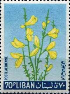 Colnect-1364-538-Yellow-broom.jpg