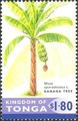 Colnect-2373-388-Banana-tree.jpg