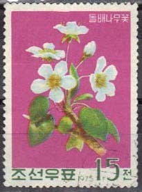 Colnect-1020-395-Wild-pear.jpg