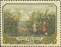 Colnect-474-019-Corn-field.jpg