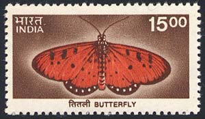 Skap-india_08_bfly.jpg