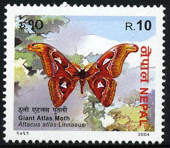 Skap-nepal_05_moth.jpg