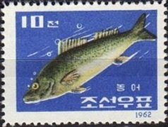 Colnect-2429-878-Japanese-Seabass-Lateolabrax-japonicus.jpg