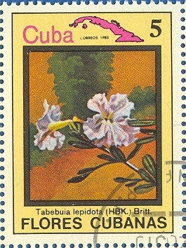 Colnect-674-914-Tabebuia-lepidota.jpg