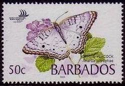 Colnect-1110-319-White-Peacock-Anartia-jatrophae.jpg