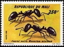 Colnect-2377-096-Little-Black-Ant-Monorium-minimum.jpg