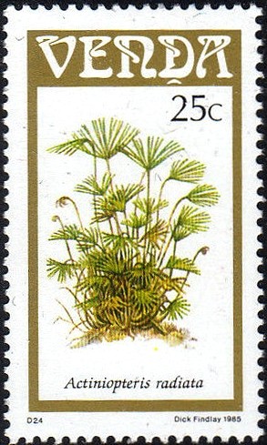 Colnect-2840-104-Ferns-Actiniopteris-radiata.jpg