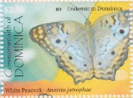 Colnect-3281-680-White-Peacock-Anartia-jatrophae.jpg