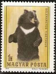 Colnect-584-885-Asiatic-Black-Bear-Ursus-thibetanus.jpg