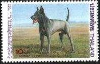 Colnect-884-754-Thai-Ridgeback-Canis-lupus-familiaris.jpg