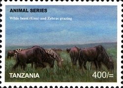 Colnect-1692-505-Wildebeest-Connochaetes-sp-Plains-Zebra-Equus-quagga.jpg