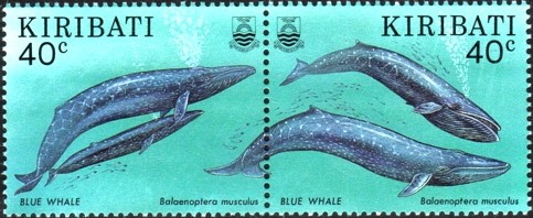 Colnect-1754-036-Balaenoptera-musculus.jpg