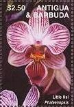 Colnect-1773-943-Phalaenopsis-Little-Hal.jpg