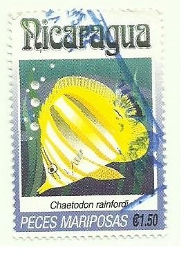 Colnect-3802-961-Chaetodon-rainfordi.jpg